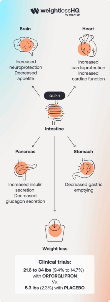 An infographic titled "How does Orforglipron work" by weightlossHQ. It illustrates how the GLP-1 hormone affects the brain, heart, stomach, and pancreas to promote weight loss, alongside clinical trial data comparing Orforglipron to a placebo.