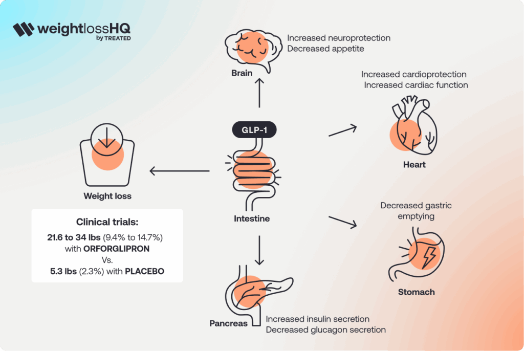 An infographic titled "How does Orforglipron work" by weightlossHQ. It illustrates how the GLP-1 hormone affects the brain, heart, stomach, and pancreas to promote weight loss, alongside clinical trial data comparing Orforglipron to a placebo.
